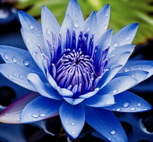 https://bluehotyoga.com/wp-content/uploads/2023/10/Blue-Lotus-Flower-300x277.jpg